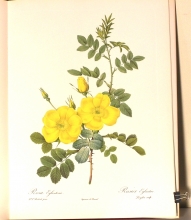 Zauber der Rose 16/24